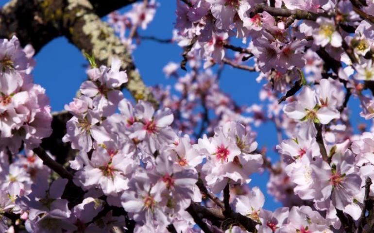 Meditation image pink cherry blossoms 