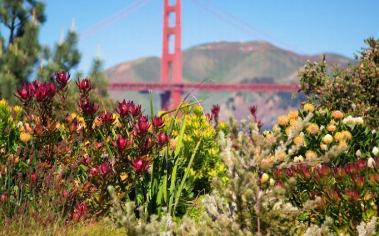 Meditation image SF native plants with Golden Gate bridge in background