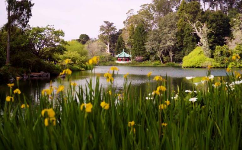 trauma informed mediation image Golden Gate park Japanese garden pond