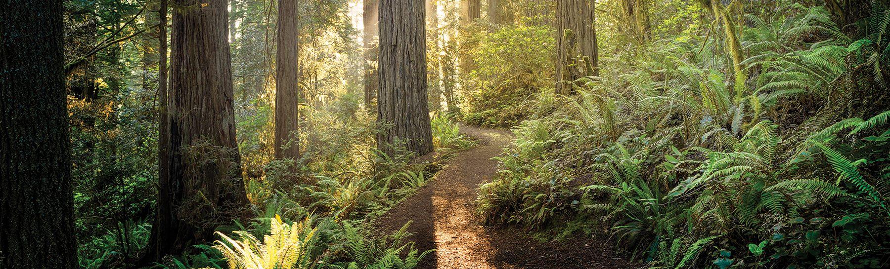 Muir Woods